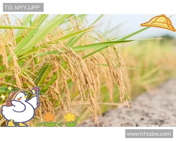 大米的营养价值与全球种植现状分析及其在不同文化中的独特角色